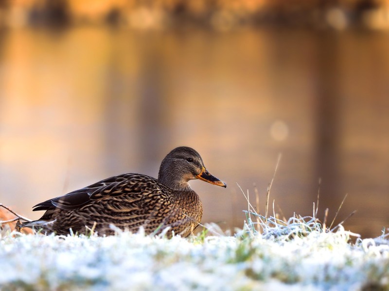 The Seaweed is Always&nbsp;Greener