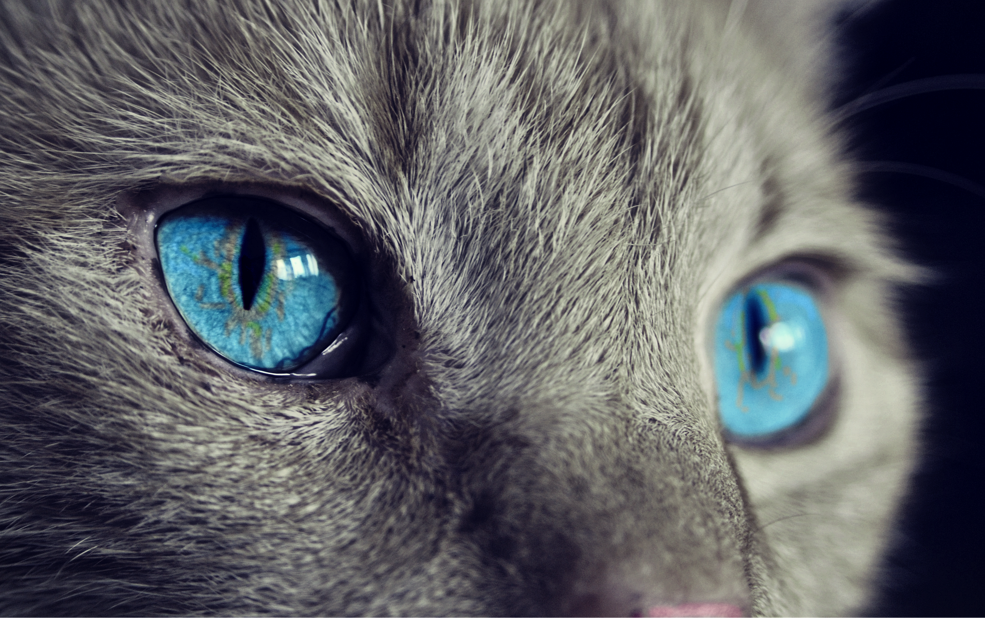 Close up on gray cat face with bright blue eyes